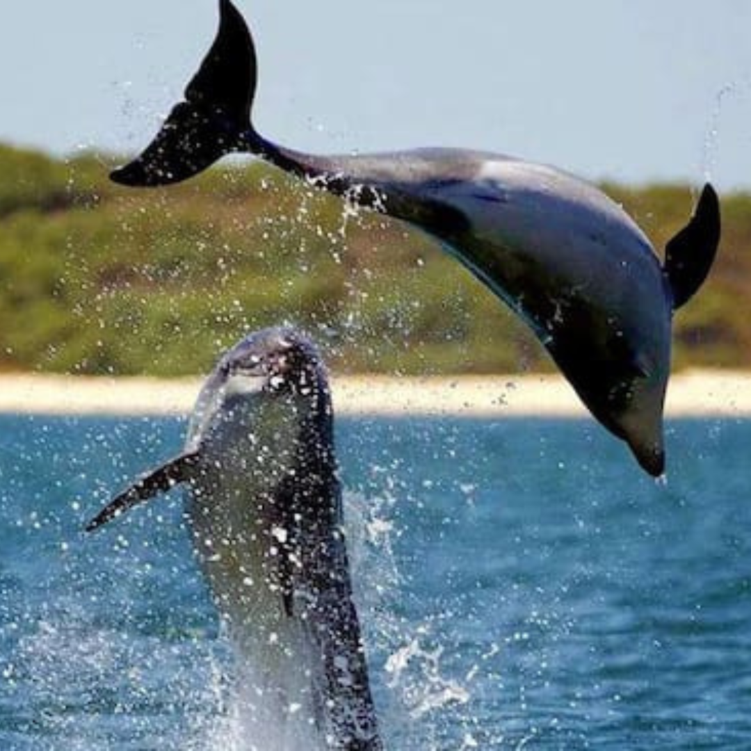 dolphin trip in goa